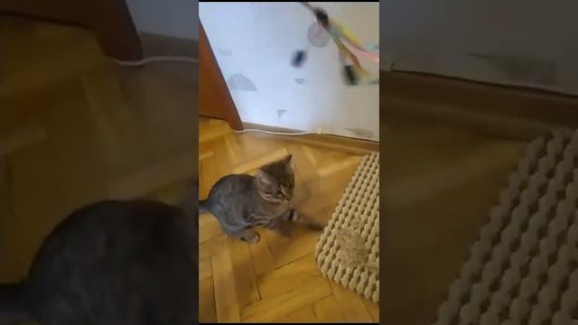 Michiko.ru | Котенок Шурик ищет дом. Отдаем бесплатно. Кошки в дар в добрые руки. смотреть онлайн