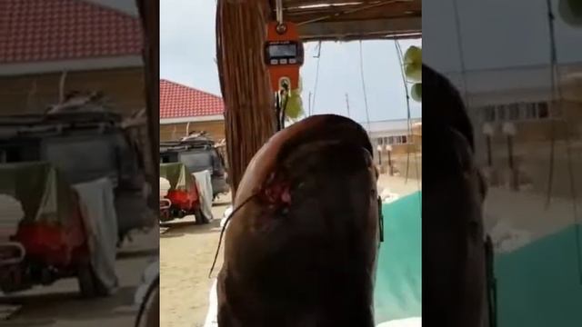 Рыбалка в Казахстане на балхаше база успех смотреть онлайн
