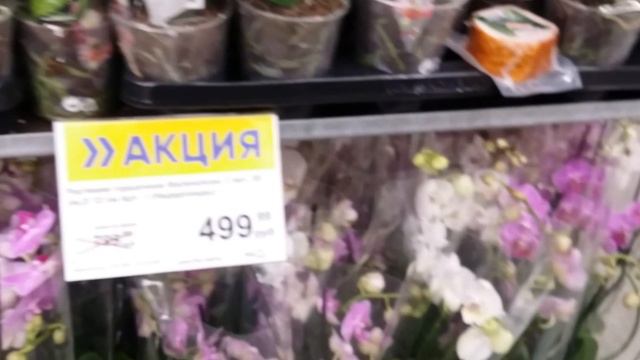 ЛЕНТА!!микро обзорчик😀орхидейки...и всё такое...07.02.2020. смотреть онлайн