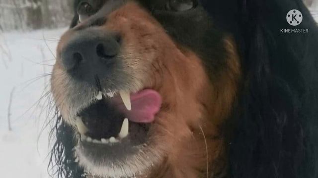 Костлявый пёс лежал на обочине трассы Заметив людей, он из последних сил поднял морду смотреть онлайн