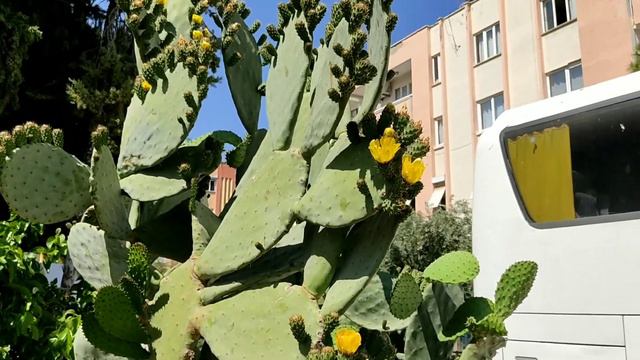 Кактус микки маус / Впервые вижу 🌺🌺🌺 Цветение кактуса......🌵🌵🌵🌵 смотреть онлайн