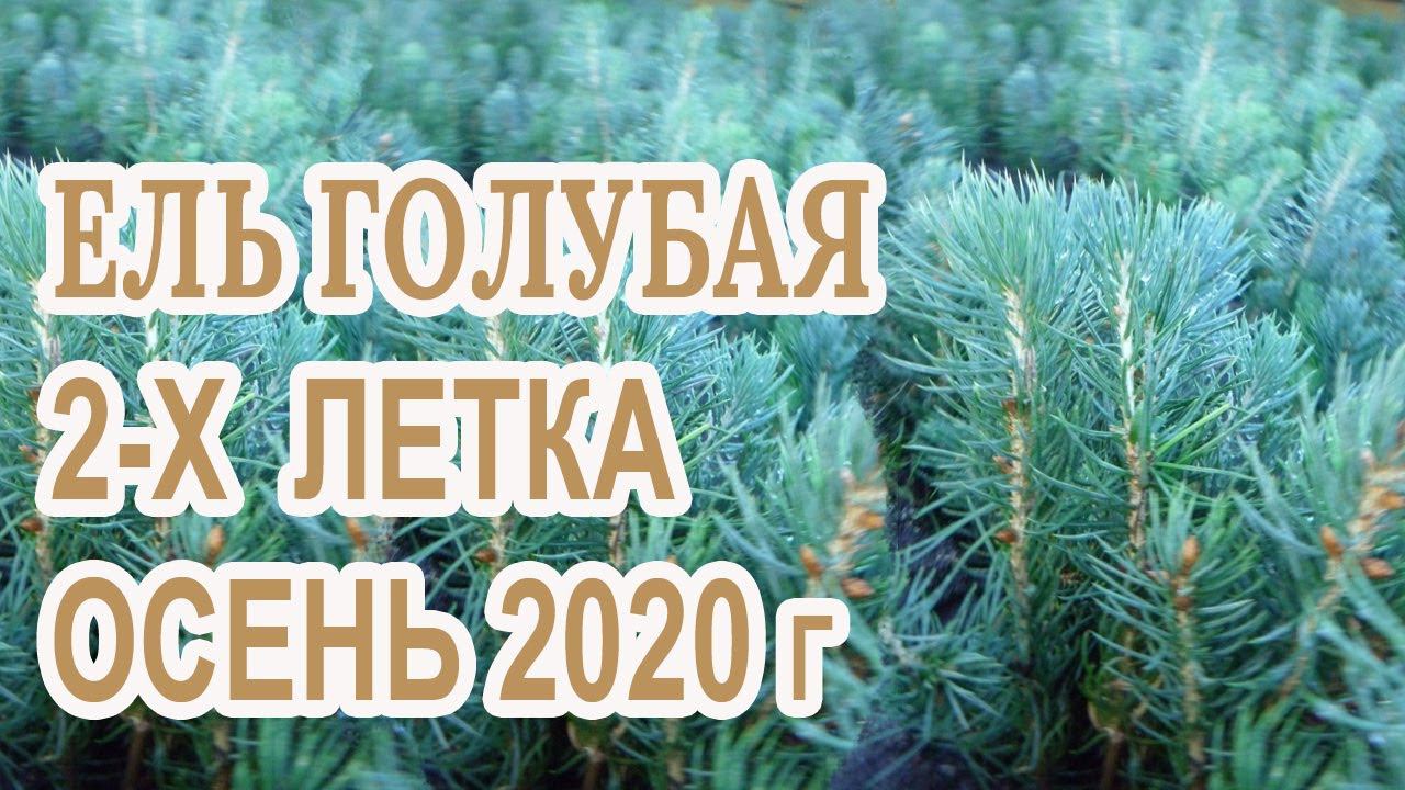 Какая корневая у ели колючей,голубой 2 х лет,какой размер саженца,выкопка питомник "Хвойный дворик" смотреть онлайн
