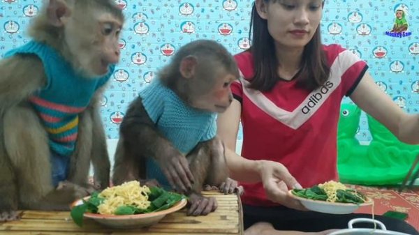 Monkey Cute | Family Monkey Sam & Asher eat instant noodles with fresh vegetables
