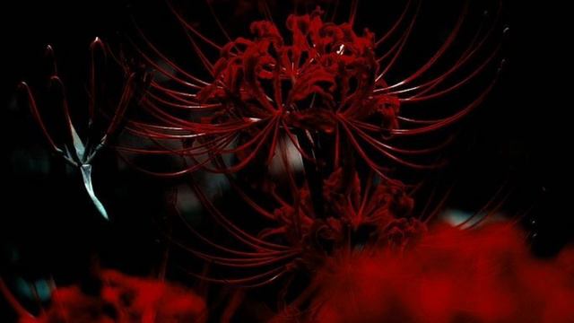 Dark Sarah - Desert Rose || Türkçe Çeviri смотреть онлайн