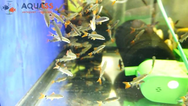 🐠Aquass - Лабео зеленый (Labeo Frenatus) смотреть онлайн