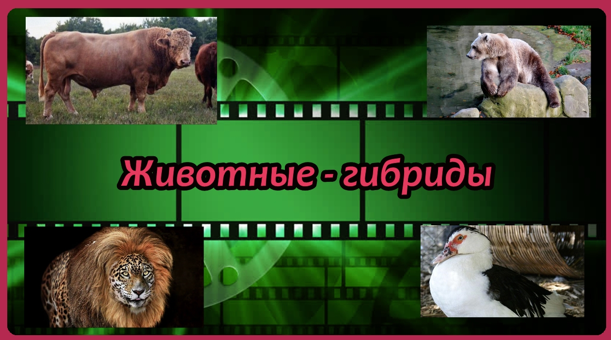 Животные - гибриды смотреть онлайн