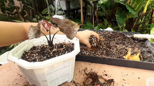 REPLANTING AND CARE TIPS OF SYNGONIUM STRAWBERRY ICE AND OTHER SYNGONIUM COLLECTIONS
