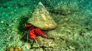 ИНТЕРЕСНЫЕ ФАКТЫ ПРО РАКА ОТШЕЛЬНИКА