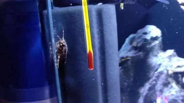 Тигровые Астронотусы смотреть онлайн