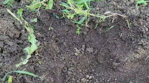 Как без затрат и труда я превратила глину на своем участке в рыхлый чернозем