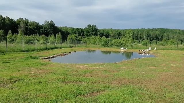 Пруд на своём участке смотреть онлайн