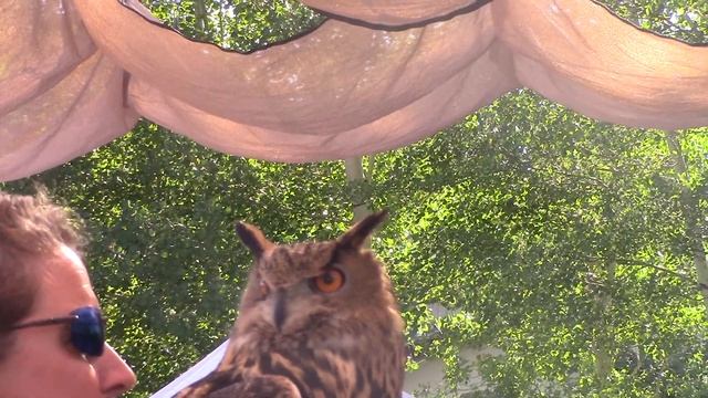 Huge Eurasian Eagle Owl Great Grey Owl Birds Of Prey Show Teton Raptor Center смотреть онлайн