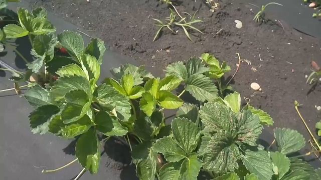 Клубника Сенсация! смотреть онлайн