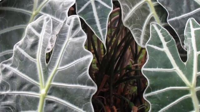 Магические свойства Алоказии. Приметы и суеверия об Алоказии. смотреть онлайн