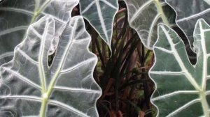 Магические свойства Алоказии. Приметы и суеверия об Алоказии.