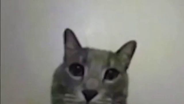 КОТ ПОКАЗЫВАЕТ ФАК смотреть онлайн