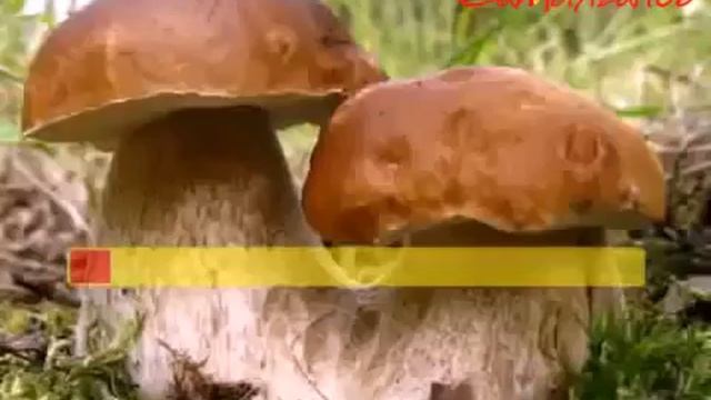 Биз тобу - Буй буй Караоке ? смотреть онлайн
