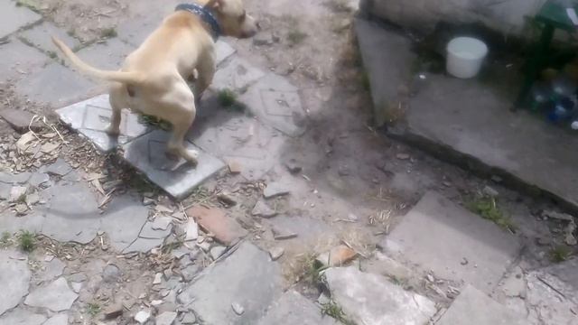 Федя просится гулять 01 смотреть онлайн