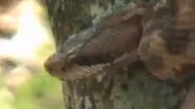 Лесная Газета — 2 смотреть онлайн