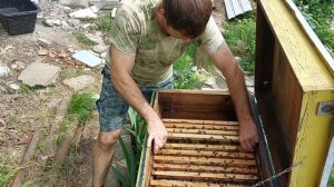 Как избавиться от горбатого расплода.