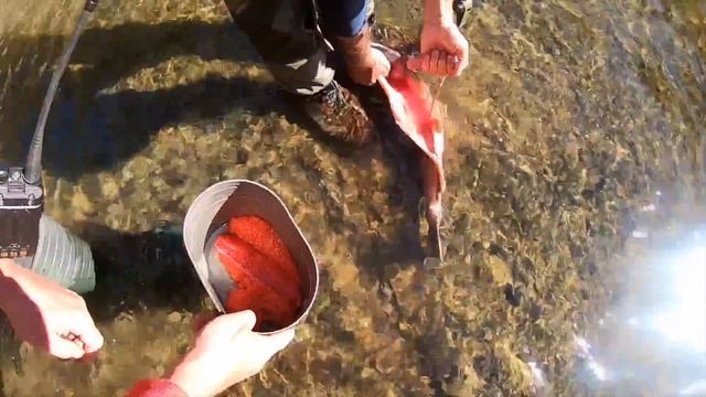 Камчатка. Река Жупанова. Женский взгляд на рыбалку смотреть онлайн