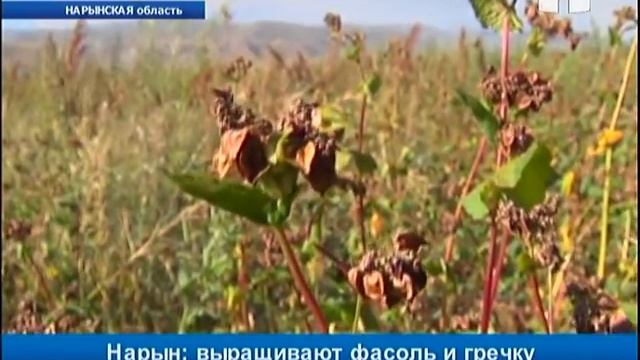 Нарын: выращивают фасоль и гречку смотреть онлайн