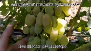 виноград Улыбка Лауры