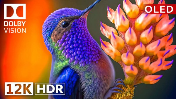 Дикая природа - Эпические визуальные эффекты Dolby Vision 12K HDR 120fps OLED