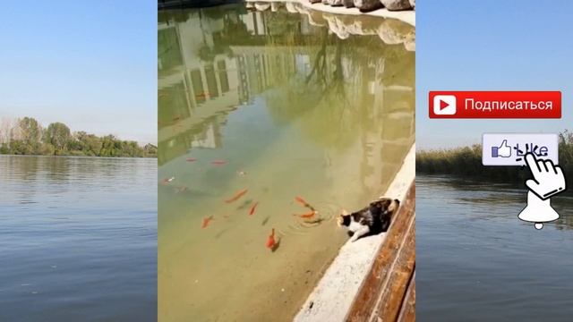 Как ЛОВЯТ РЫБУ животные | Забавные видео | Collection of Funny Fishing Videos смотреть онлайн