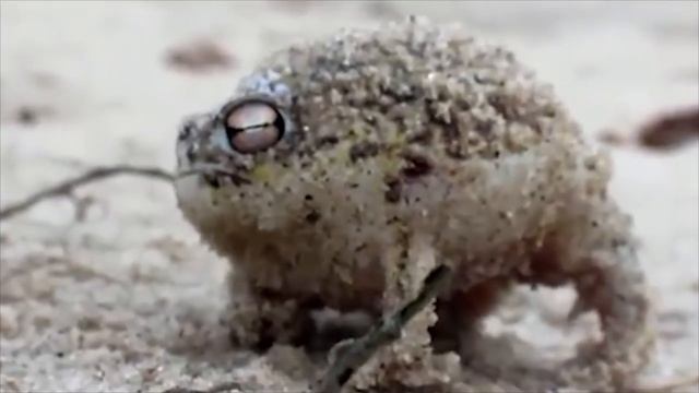 Angry Squeaking Chloe смотреть онлайн