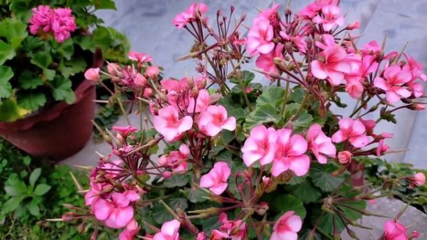 18 Varieties and Colours of Geranium | Lilac and Ivy Geranium | Types of Geranium | Geranium Variet