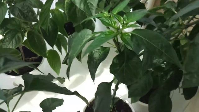 Острые перцы в квартире. Показываю как он подросли. Пересадка халапеньо и чили в горшки побольше. смотреть онлайн