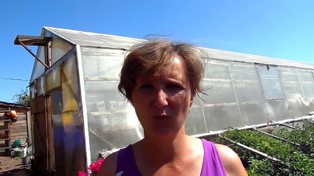 Цветы гвоздика. Многолетняя, однолетняя. смотреть онлайн