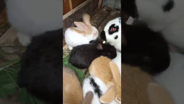 Строкач немецкий пестрый великан смотреть онлайн