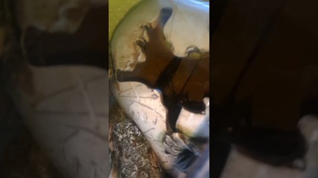 Австралийские раки, погулявшие самки смотреть онлайн