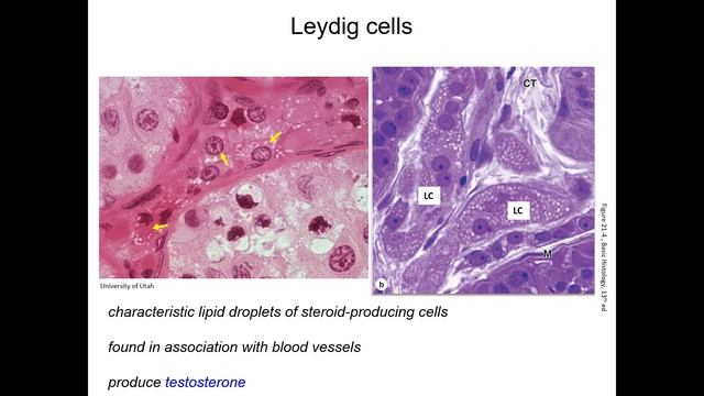 The Reproductive System: Male Reproductive Histology смотреть онлайн