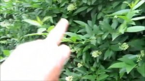 Бирючина обыкновенная (Лигуструм) для живой изгороди