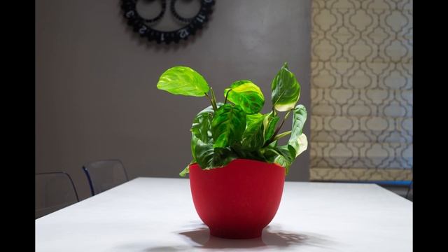 Maranta Plant Timelapse