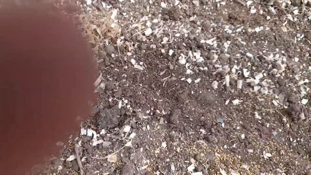 хроника дача 17.08.21. Собрали урожай: помидоры, перец, баклажаны, картошка. смотреть онлайн