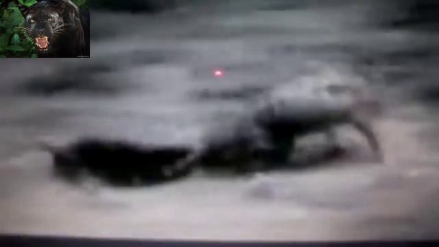 Черная Пантера король Джунгли / King of the Jungle Black Panther vs Tiger, Anaconda, Crocodile... смотреть онлайн