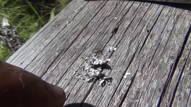 Подборка Энцефалитный КЛЕЩ Дедовский Способ Защиты от Клещей и Таежный способ - Тайга Охота Рыбалка смотреть онлайн