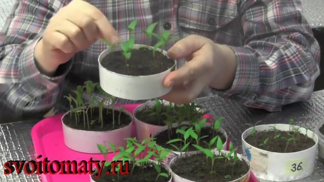 Причины вытягивания сеянцев смотреть онлайн