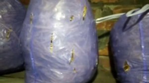 Как выростить грибы вешенка  в домашних условиях, в подвале без специального оборудования. (Часть-1