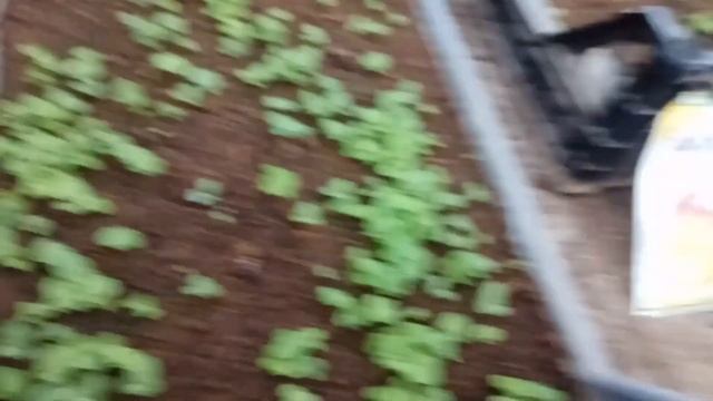 Рассада: примула, виола, маргаритка уход по получении. смотреть онлайн