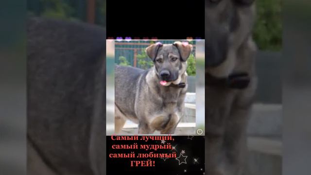 Грей, не просто серый, Друг с большой буквы!