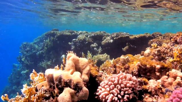 Reef Oasis Blue Bay  - искренний обзор отеля | Шарм-Эль-Шейх. Египет 2022