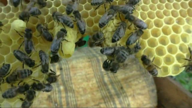 Определяем какой этот маточник смотреть онлайн