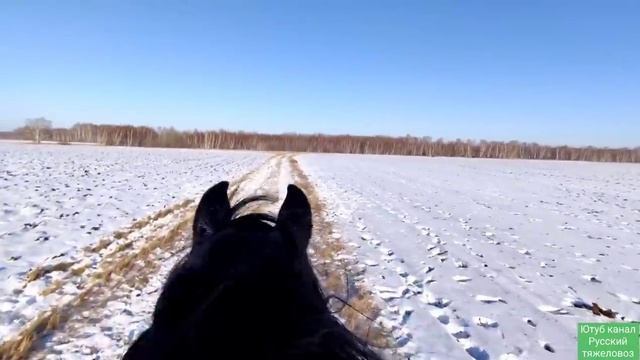 Погоня за дикими лошадьми.| Жеребчик Кубок поехал в новый дом. смотреть онлайн