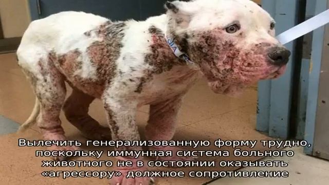 Демодекоз у собак смотреть онлайн