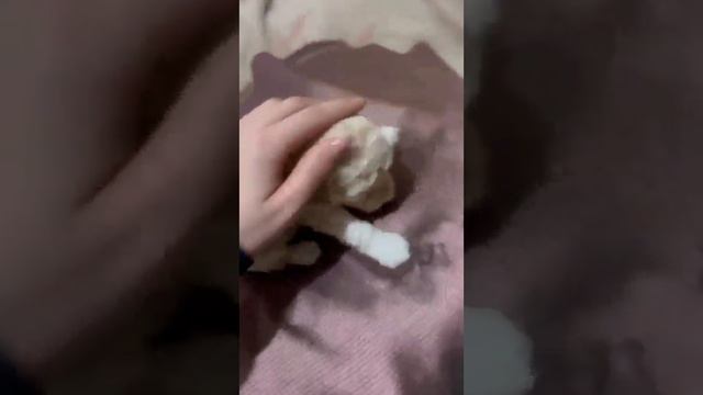Пудель щенки смотреть онлайн